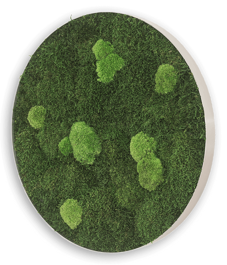Mechový obraz (kruh) z kopečkového mechu s lesním mechem 54